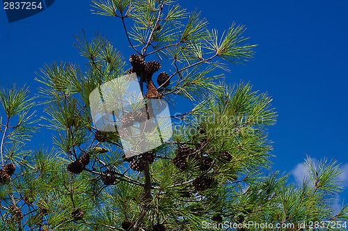 Image of Italian pine branches with cones on blue sky background