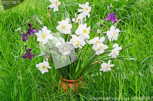 Image of Blossoming narcissuses in a vase among a green grass