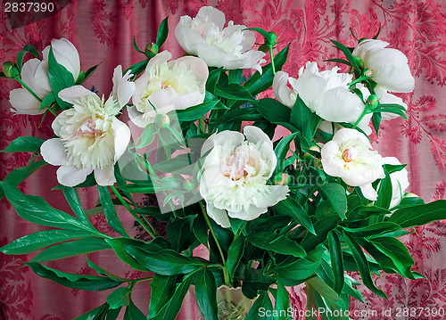 Image of Bouquet of white peonies on a beautiful background. 