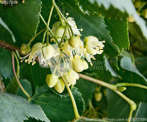 Image of Linden flowers against green leaves.