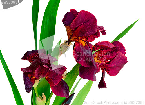 Image of Bouquet of blossoming irises on a white background.