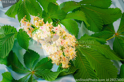 Image of Chestnut flower with green leaves.