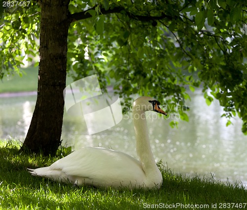 Image of Mute swan on grass 