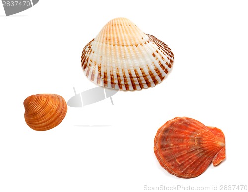 Image of Three seashells