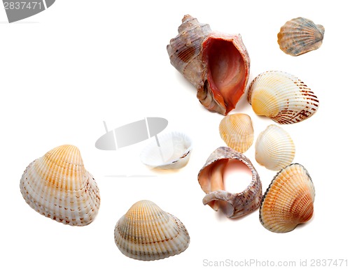 Image of Seashells isolated on white background