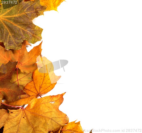 Image of Autumn maple-leafs 