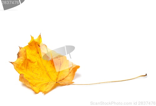 Image of Autumn yellowed maple leaf