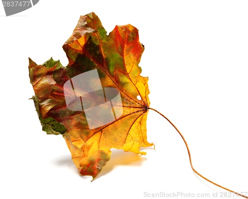 Image of Dry autumn maple-leaf