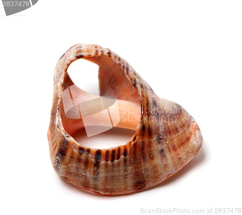 Image of Empty broken rapana shell 