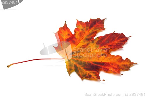 Image of Autumn maple-leaf 