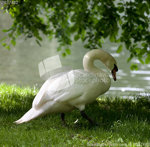 Image of Mute swan on grass 