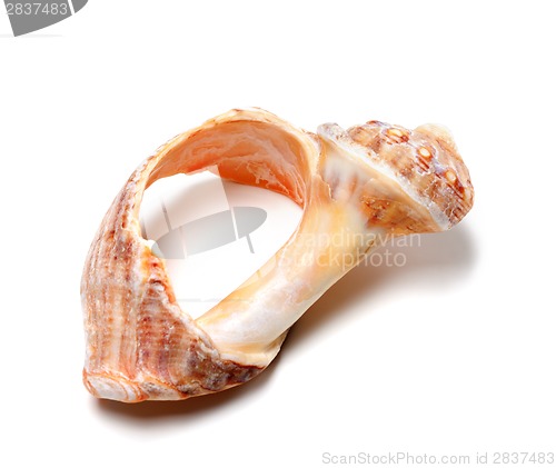 Image of Broken rapana shell