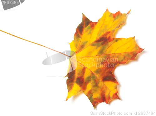 Image of Autumn maple-leaf