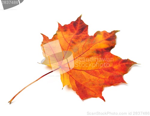 Image of Orange autumn maple-leaf