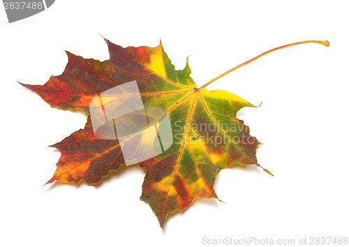 Image of Multicolor autumnal maple-leaf