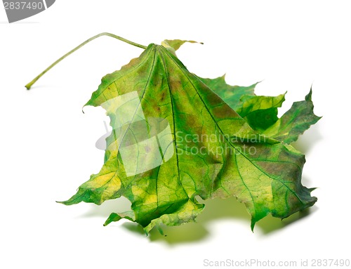 Image of Yellowed maple-leaf