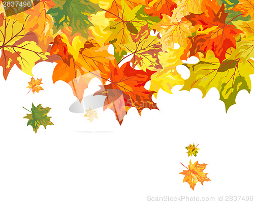 Image of Maple background