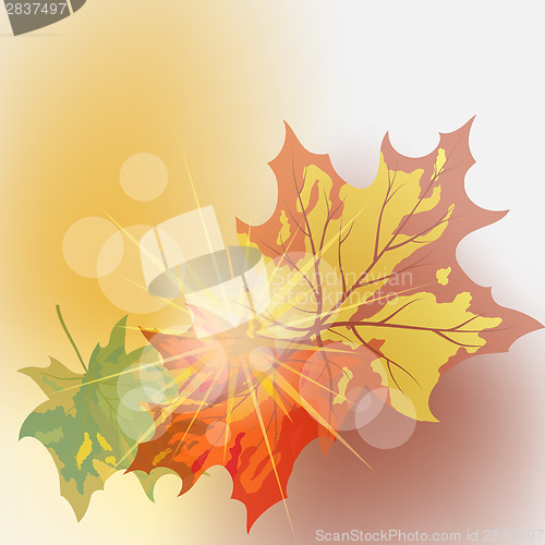 Image of Maple background