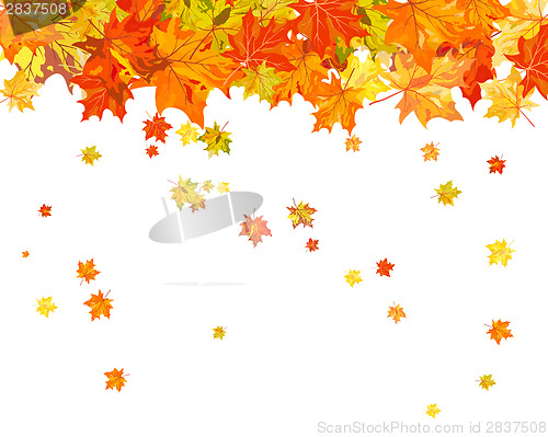 Image of Maple background