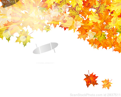 Image of Maple background