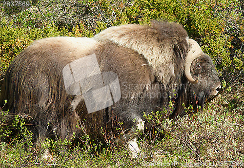 Image of Muskox