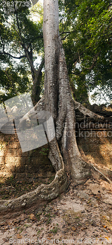 Image of Tree and wall