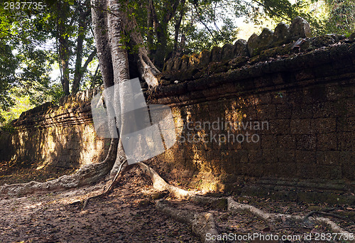 Image of Tree and wall