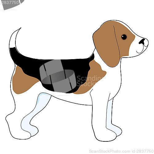 Image of Beagle