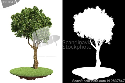 Image of Green Tree Isolated on White Background.