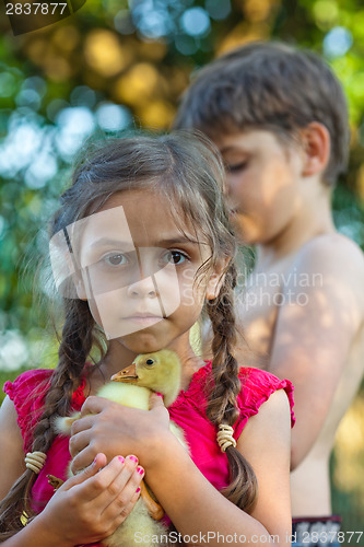 Image of Little girl with gosling