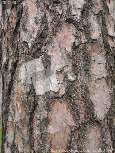 Image of Tree bark