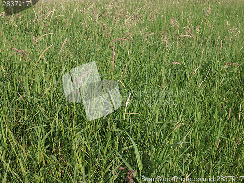 Image of Meadow grass