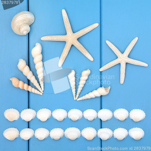 Image of Seashell Abstract