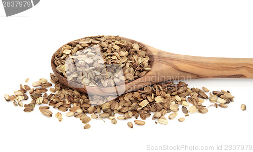 Image of Angelica Herb Seed