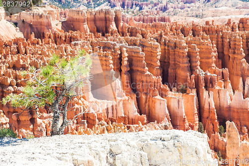 Image of Bryce Canyon