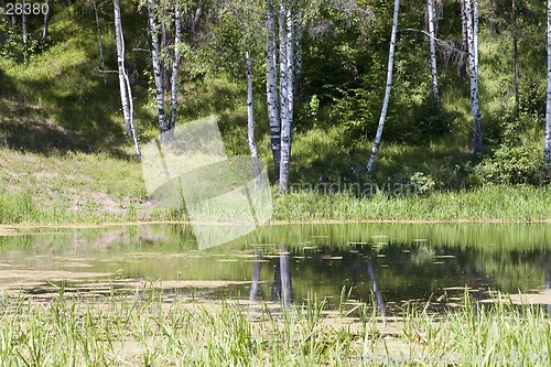 Image of forest lake