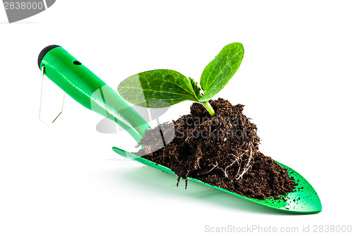 Image of Young plant on gardening tool