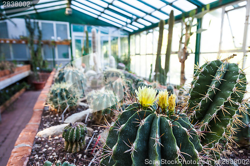 Image of Cactus greenhouse