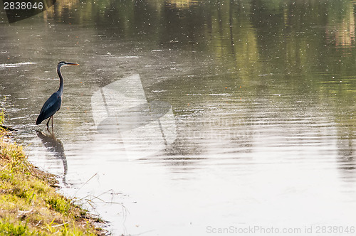 Image of A beautiful Grey Heron (Ardea Cinerea) sitting on the edge of a 