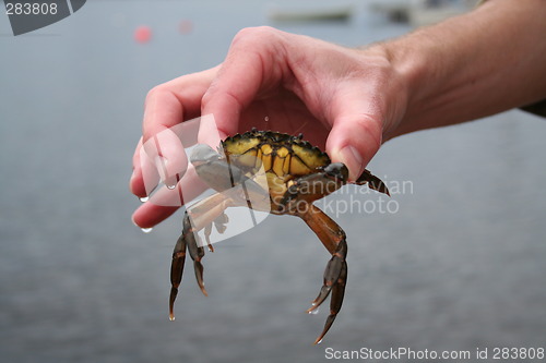 Image of Holding a crab