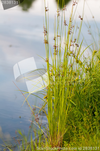 Image of Flowering reed plants near a lake.