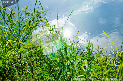 Image of green plants by the remote lake