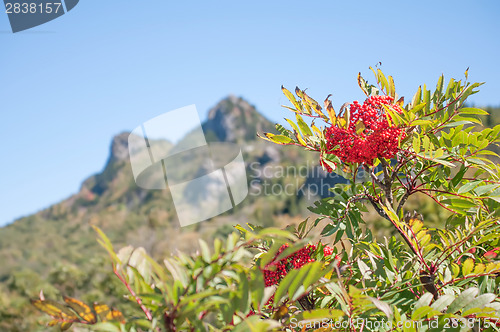 Image of plants on grandfather mountain on blue ridge parkway