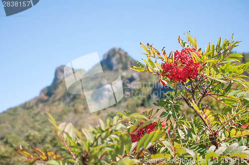 Image of plants on grandfather mountain on blue ridge parkway