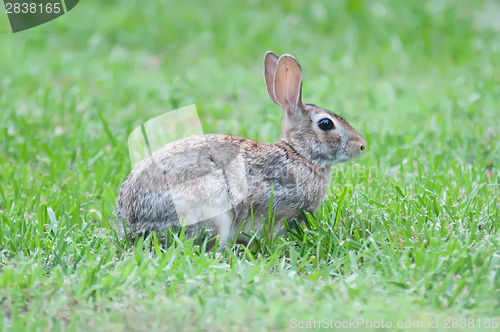 Image of Wild rabbit in the green  meadow yard