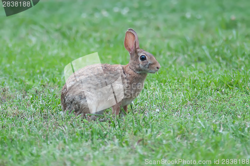 Image of Wild rabbit in the green  meadow yard