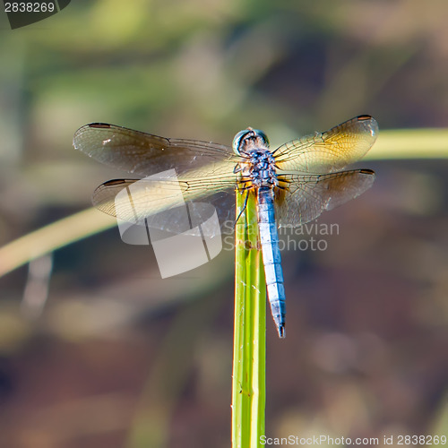 Image of Dragonfly on grass with lake water  background