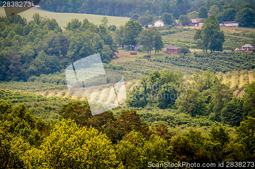 Image of vinyard in a distance of virginia mountains