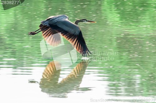 Image of Great Blue Heron flying abstract motion