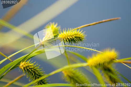 Image of Flowering reed plants near a lake.